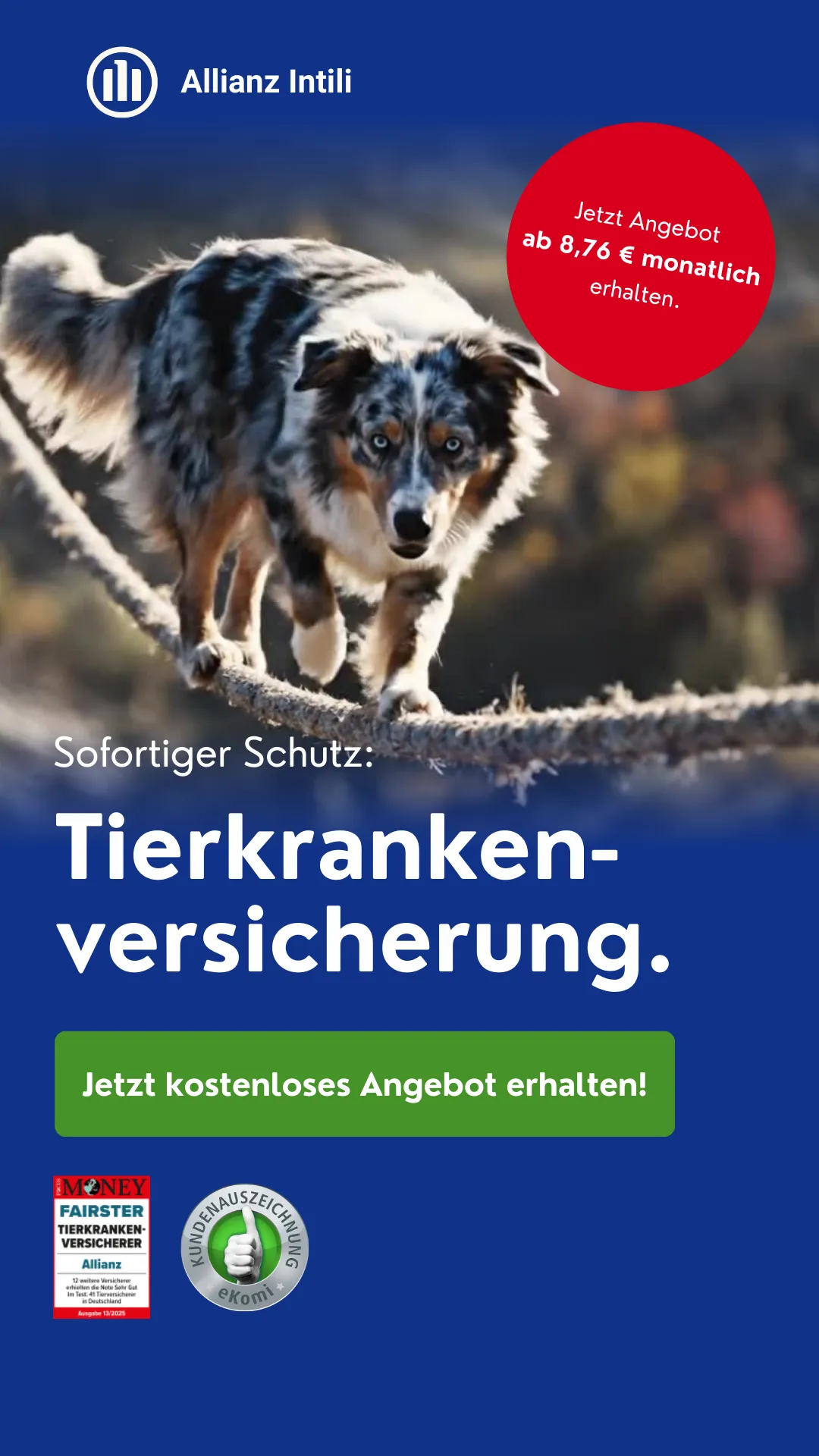 Dynamisches Social Media Creative mit Agility-Hund für Allianz Tierkrankenversicherung "Sofortiger Schutz". Design Agentur Reuber.
